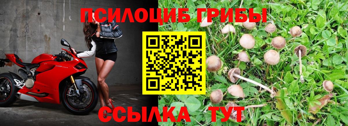 Приморско-Ахтарск  купить наркотик  Псилоцибиновые грибы Psilocybe  Вход с VPN  Галлюциногенные грибы GOLDEN TEACHER 